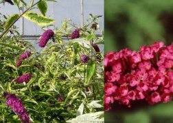 Buddleia davidii royal red / Nyáriorgona bíborpiros